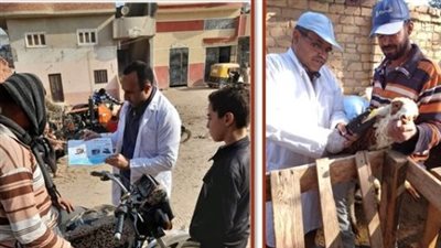 تحصين 774 ألف رأس ماشية ضد الحمى القلاعية والوادي المتصدع بالشرقية