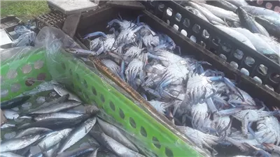 البوري بـ100 جنيه والفراخ بـ120 جنيها للكيلو، جولة بسوق المزارعين لليوم الواحد بالإسكندرية (فيديو)