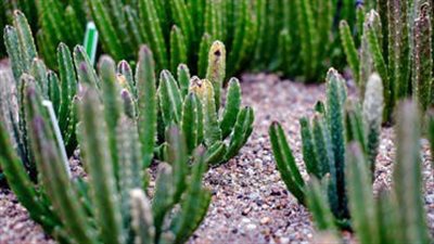  نبات سام يودي بحياة 4 يمنيين من أسرة واحدة