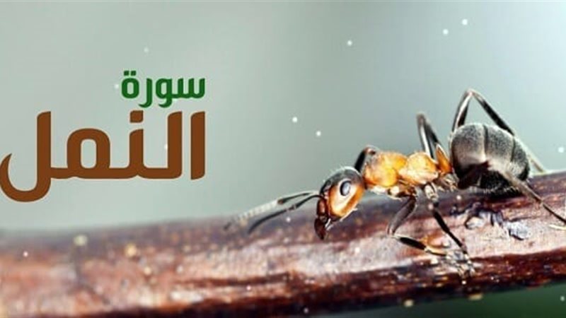 أسماء سورة النمل