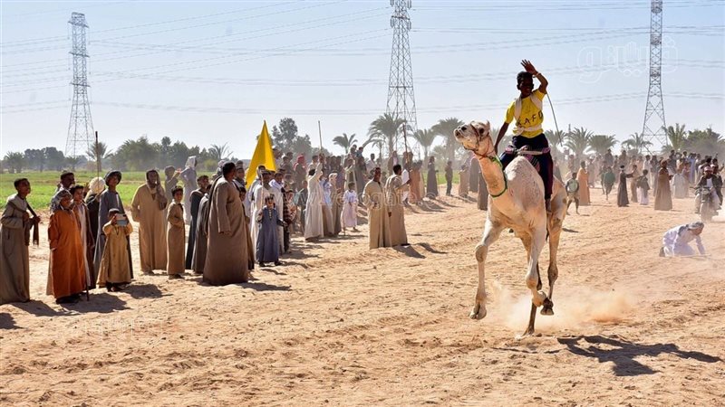 سباق الهجن 