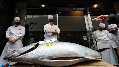 بيع سمكة تونة تزن 276 كيلو جراما بـ1.3 مليون دولار في اليابان