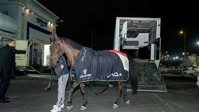 مصر للطيران الناقل الرسمي للبعثة المصرية في بطولة قطر الدولية للفروسية وتنقل 31 حصان
