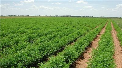 الإحصاء: 10.4 مليون فدان إجمالي مساحة الزمام الزراعي عام 2023