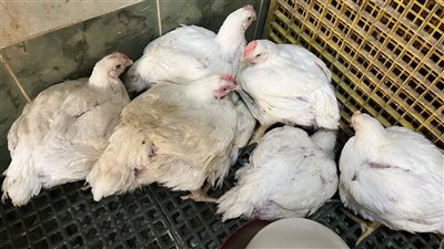 ارتفاع أسعار الدواجن بالبحيرة تزامنًا مع أعياد الميلاد (فيديو وصور)