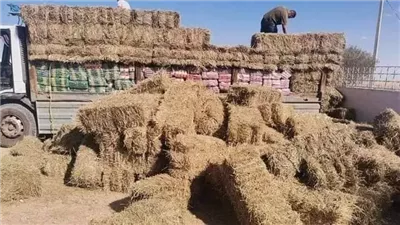  قرى صغيرة وصلت للعالمية.. الورد اللى فتح فى ريف مصر.. شبراملس.. تصنع مجدها من لبس الأجداد.. 30 مصنعا توفر آلاف فرص العمل.. والحرائق والسماد مشكلات رئيسية