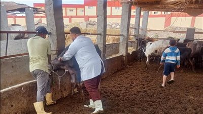 تحصين 47 ألف رأس ماشية ضد الحمى القلاعية بالإسماعيلية (صور)