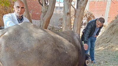 بيطرى جامعة الزقازيق تطلق قافلة فى بلبيس بالشرقية