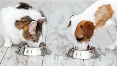 دراسة تكشف زيادة تعرض القطط والكلاب الأليفة لـ الكوكايين 