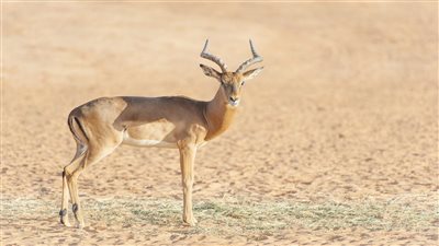 إطلاق 95 كائنا مهددا بالانقراض في محمية ملكية بالسعودية (صور)
