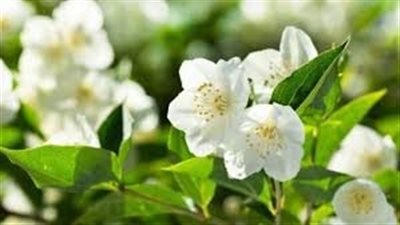 تفسير رؤية زراعة الفل في المنام وعلاقتها بتحقيق مكاسب مالية 