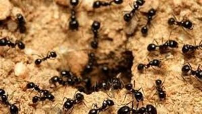 تفسير حلم ضرب النمل في المنام وعلاقته بانتهاء فترة التوتر 