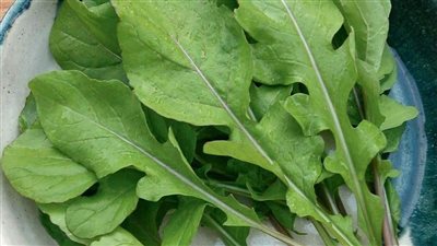 12 فائدة لن تتخيلها للجرجير، الكبد والقلب وجمال البشرة والشعر أبرز المستفيدين