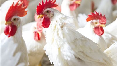 ارتفاع أسعار الفراخ البيضاء اليوم الخميس في الأسواق (آخر تحديث)