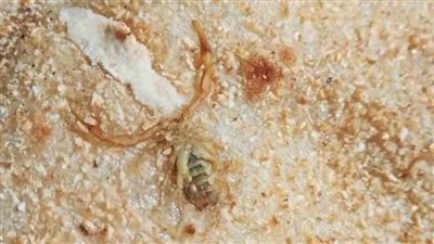 بعد العثور على عقرب داخل رغيف خبز، تحرك عاجل من تموين الوادي الجديد