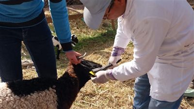 تحصين 896 ألف رأس ماشية ضد الحمى القلاعية والوادي المتصدع بالشرقية