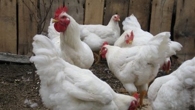 البيضاء تواصل الارتفاع، أسعار الفراخ اليوم الجمعة 10 يناير 2025