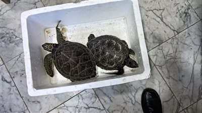 البيئة تنقذ السلحفتين “هانيا وتاليا” المهددتين بالانقراض (صور)