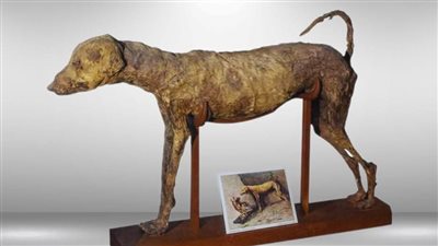 المتحف المصري بالتحرير يكشف مراحل تحنيط الحيوانات عند المصري القديم