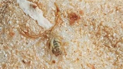 الوادي الجديد تصدر بيانا رسميا بشأن وجود عقرب داخل رغيف خبز