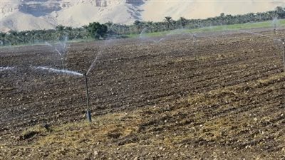 زراعة 53 فدان قمح وشعير بالموسم الشتوي بجامعة سوهاج