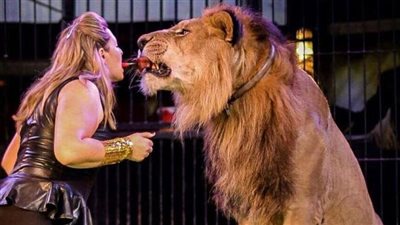 السيرك القومي.. مهنة فرعونية قديمة تم تقنينها في الستينيات.. استعان في البدايات بالخبرة الروسية.. و«الحلو» و«عاكف» أشهر العائلات المتخصصة في ترويض الحيوانات