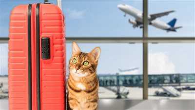  حالات ترفض فيها شركات الطيران حمل حيوانات اليفة على الطائرة 