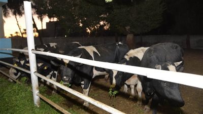 محافظ أسيوط يوجه بتطوير مزرعة الثروة الحيوانية بأبنوب الحمام 