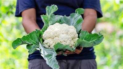  مديرية الزراعة بالجيزة: القرنبيط المطبوخ أقل تسببًا في الانتفاخ من النيء