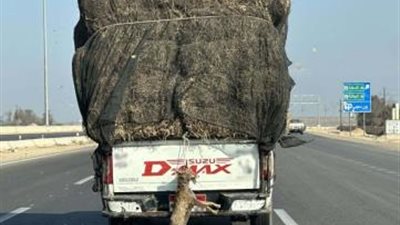 الأمن يكشف ملابسات فيديو ربط حيوان في صندوق سيارة بطريق الإسماعيلية الصحراوي