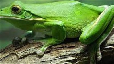 تفسير رؤية الضفدع في المنام وعلاقته بالعين الحاسدة ومرض الأبناء