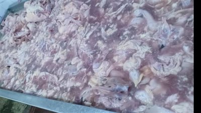 مصادرة 11 طن لحوم وكبدة دواجن فاسدة قبل بيعها للمواطنين في الجيزة