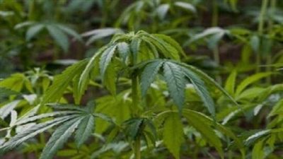 زرعوا المخدرات في المنزل.. عائلة لاجئة تخسر الإقامة الدائمة في هولندا