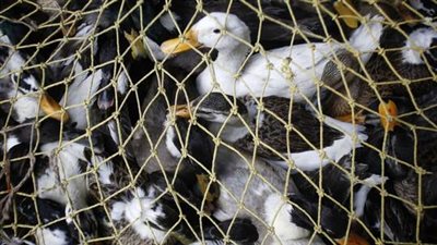 فرنسا تطلق أكبر حملة للتحصين ضد إنفلونزا الطيور