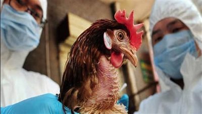 العثور على بؤرة لإنفلونزا الطيور في مزرعة بغرب فرنسا