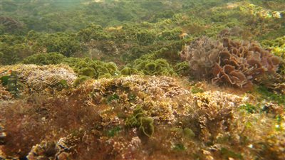 غني بفيتامين B12.. جبن نباتي من الطحالب ينافس الشيدر