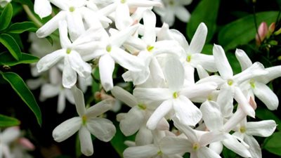 تفسير رؤية الياسمين في المنام وعلاقتها بالزواج من سيدة ثرية 