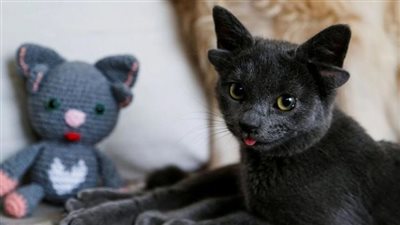 قطة بـ4 آذان تجذب عشرات الآلاف من المتابعين على إنستجرام 