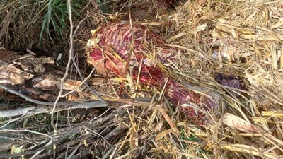 مسلوخة الجلد.. العثور على 13 حمارًا مذبوحًا في بني سويف