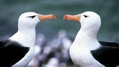 رغم اختيار شريك حياتها بعناية.. ارتفاع معدلات 