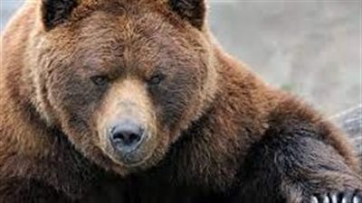 دب يحطم سيارة ثري عربي | فيديو