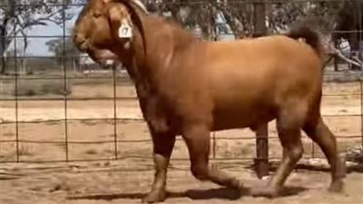 «الأنيق».. حكاية أغلى ماعز بمزاد في أستراليا