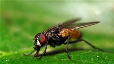 رياح الخماسين تهب بالذباب الصحراوي.. يسبب لدغات مؤلمة وحكة شديدة.. والزراعة: لا يشكل خطورة على الزراعات