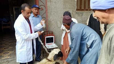 تنظيم قافلة بيطرية لتقديم التوعية والعلاج بقرية دير الجبراوي بأسيوط 
