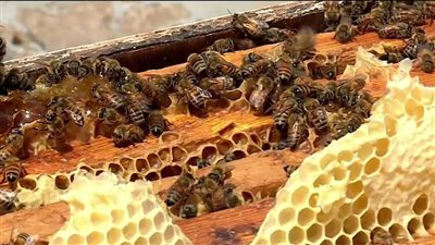 الفيوم تعد دراسة للتوسع في إنتاج عسل النحل