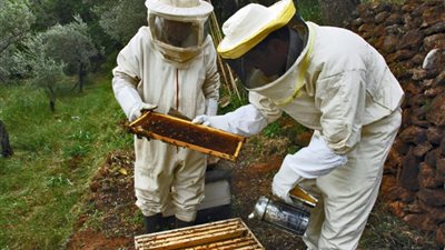 أخبار الفيوم.. التوسع في إنتاج العسل.. وتفعيل مبادرة أصلك الطيب