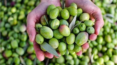 شعبة الخضراوات توضح أسباب ارتفاع أسعار الزيتون في الأسواق