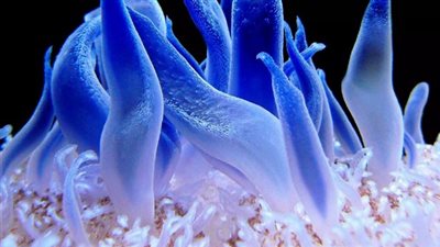 علماء يتحصلون على ابتكارات جديدة من الكائنات البحرية، ما القصة؟