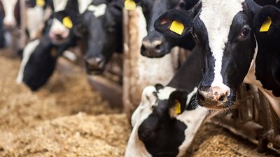 خطوات تنفيذ مشروع صناعة أعلاف من المخلفات غير التقليدية