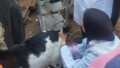 تحصين ٢٣٢ ألف حيوان خلال حملات للطب البيطري بالغربية